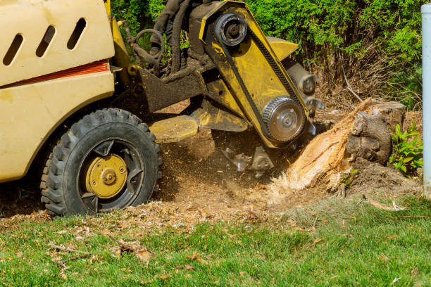 Reliable Anoka, MN Tree Services Solutions