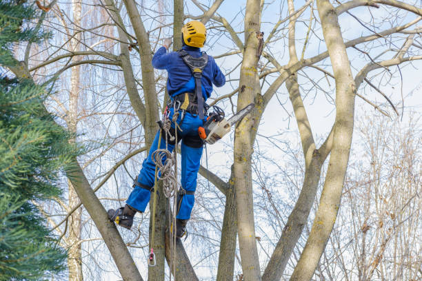 Best Lawn Mowing  in Anoka, MN